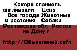 Кокерс спаниель английский  › Цена ­ 4 500 - Все города Животные и растения » Собаки   . Ростовская обл.,Ростов-на-Дону г.